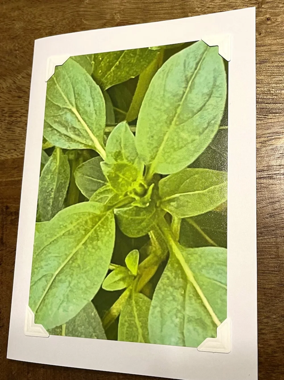 Botanical Photo Greeting Cards - Set of 4